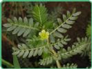 Tribulus Terrestris Saponin